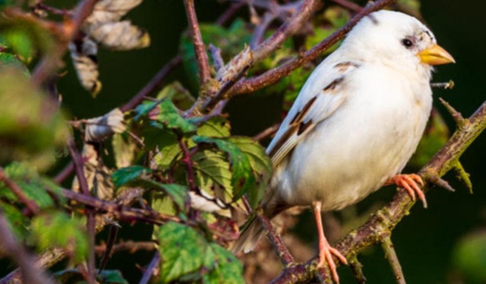 Rare white sparrow discovered by Heligan | The Devon Daily